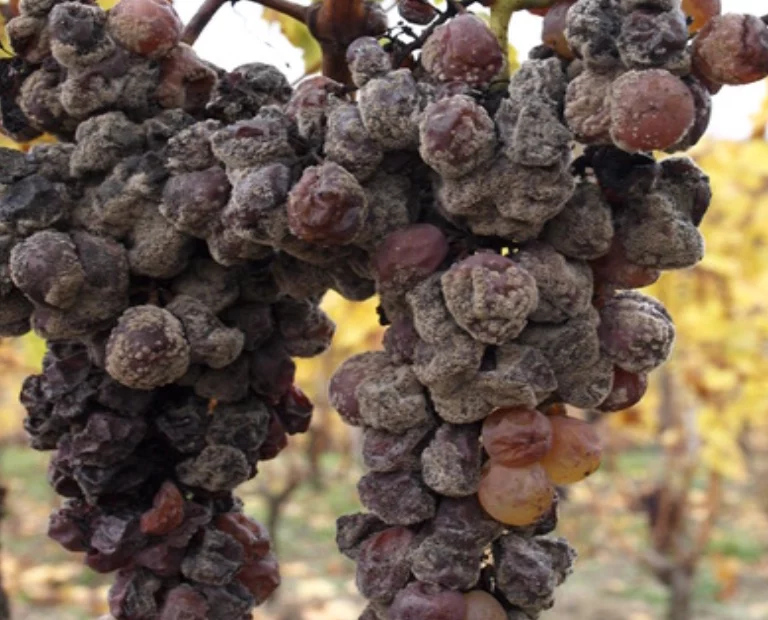 Liquoreux
